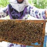 bees